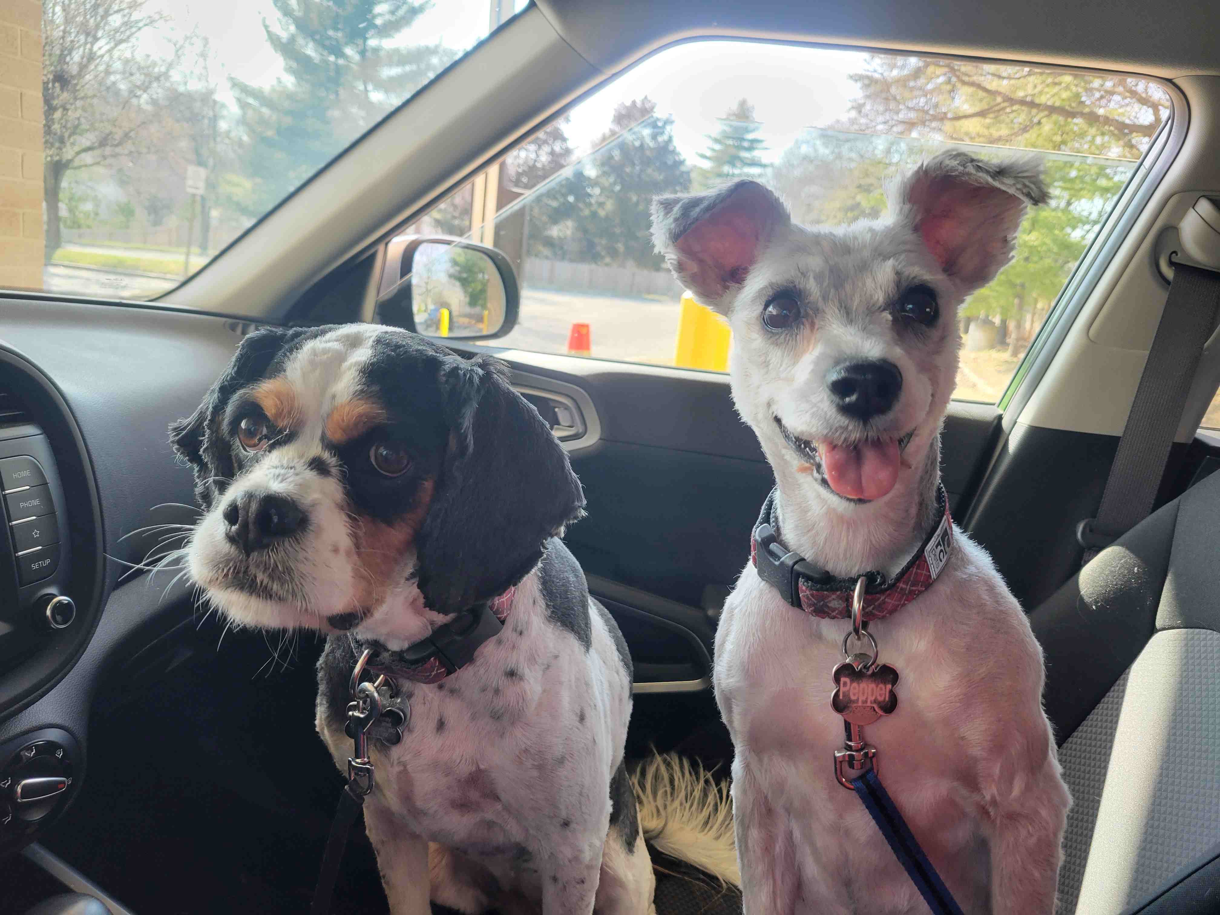 2023-03-20 Spring dog cuts After.jpg